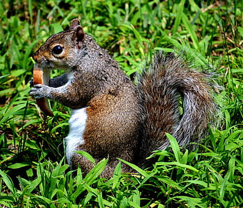 brown and gray squirrel eating bread