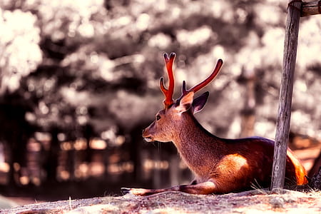 shallow focus photography of brown reindeer