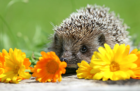 hedgehog in front yellow daisy flowers