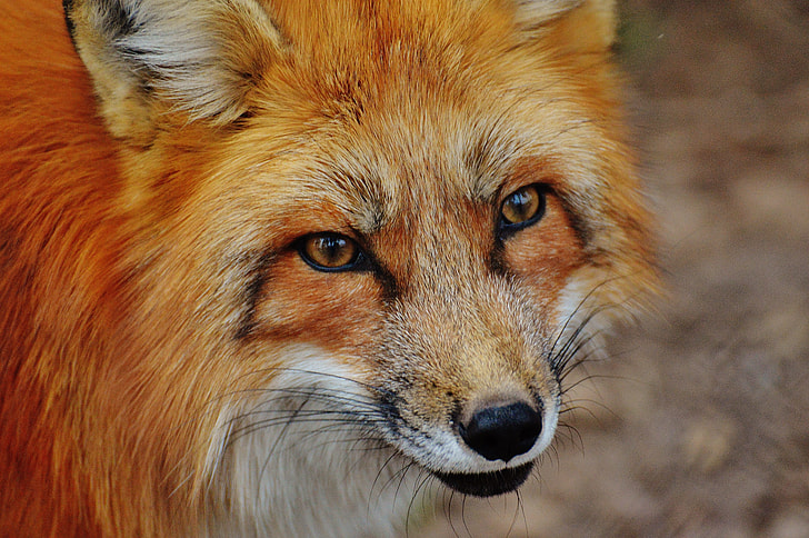 close-up photography of orange and white fox
