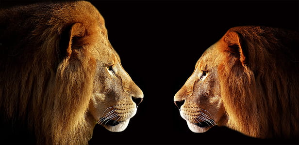 two lion and lioness photo