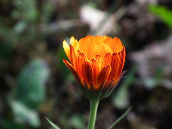 close up photo of orange daisy flower