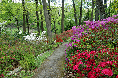 photo of white, purple, and red flowers on forest trees