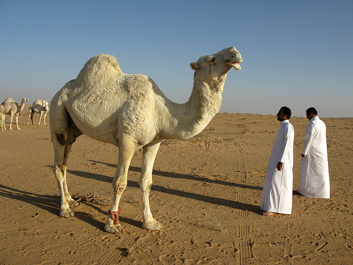 white camel near two men