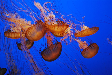 focus photo school of jellyfish