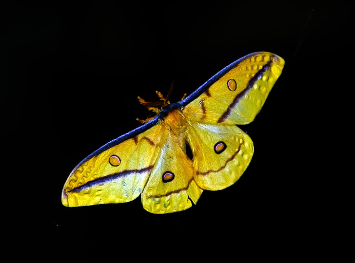 yellow and purple moth