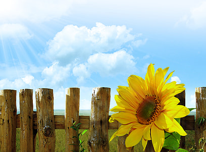 sunflower beside wooden fence