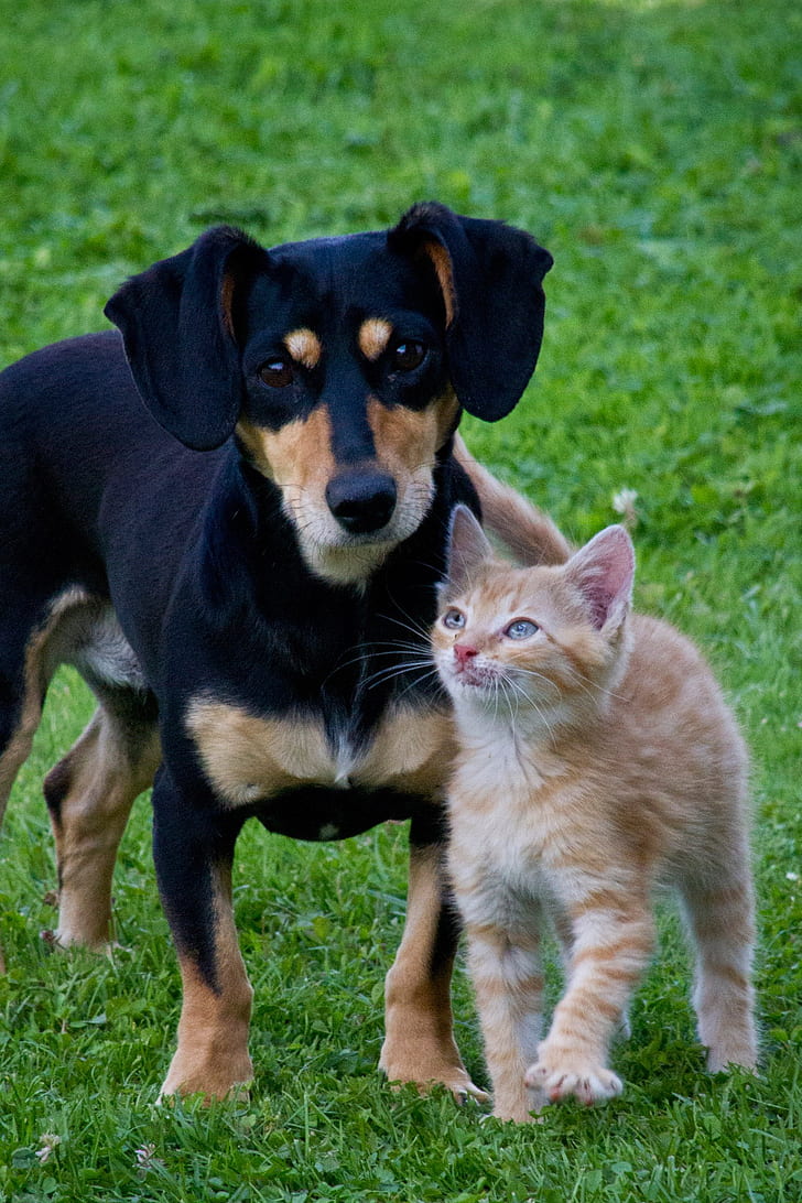 adult black and tan dachshund with orange tabby cat