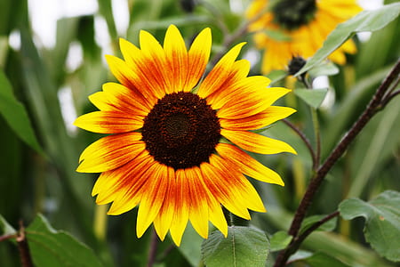 Sunflower during Daytime
