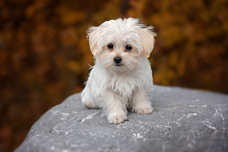 selective focus photography of long-coated white puppy