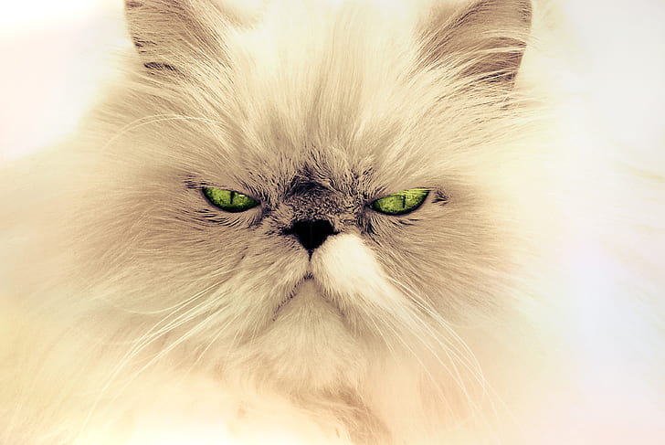 closeup photo of white Persian cat