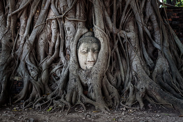 gray Buddha head bust in brown wooden tree