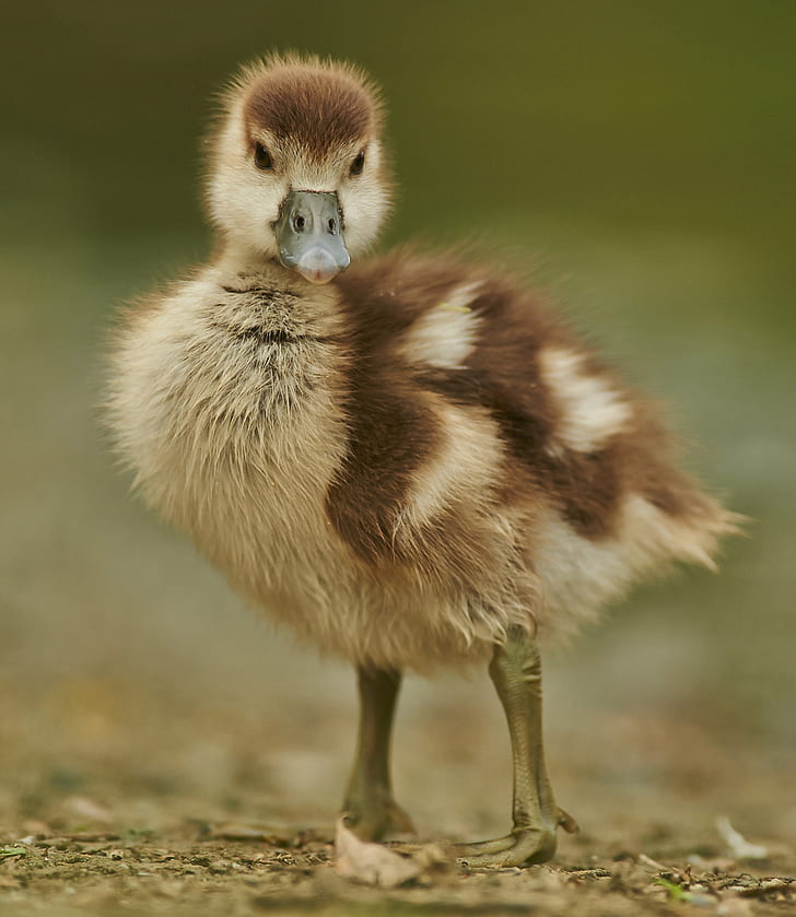 beige and brown duck chick