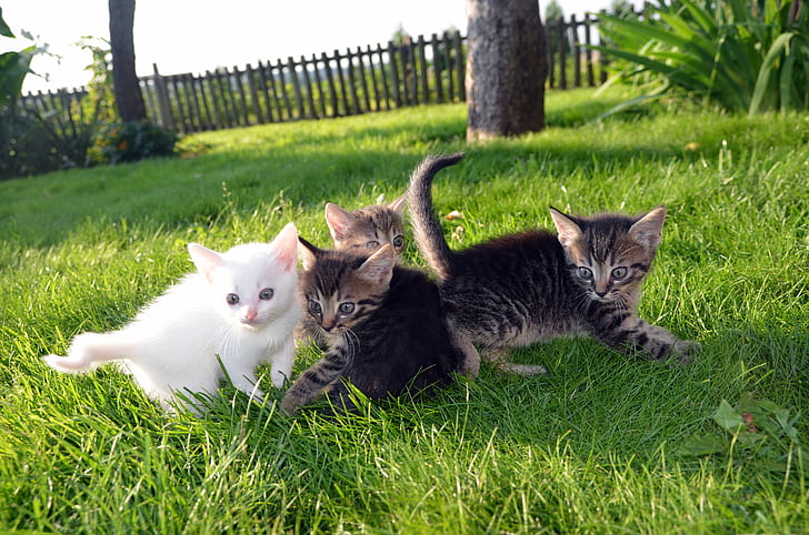 four gray and white kittens on green grass during daytime