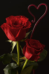 two red roses on black background