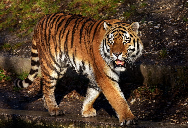 tiger walking on pathway during daytime