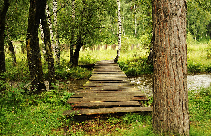 brown wooden river bridge on forest
