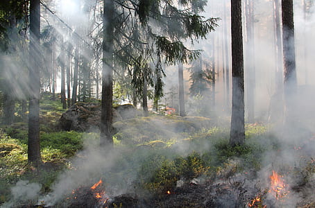 photo of forest fire