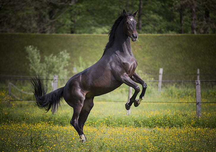 Royalty-Free photo: Black horse on yellow flowers | PickPik