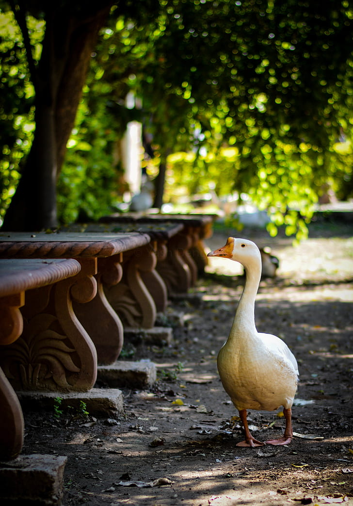 White Goose Standing Beside Concrete Bench Lot