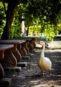 White Goose Standing Beside Concrete Bench Lot