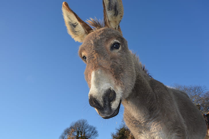 brown donkey face closeup photo