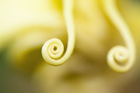 yellow spiral cream