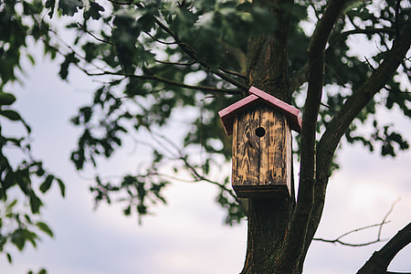 Birdhouse on a Tree