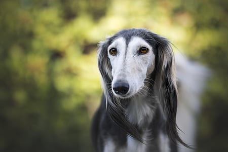 white and gray long-coat dog on selective focus photography