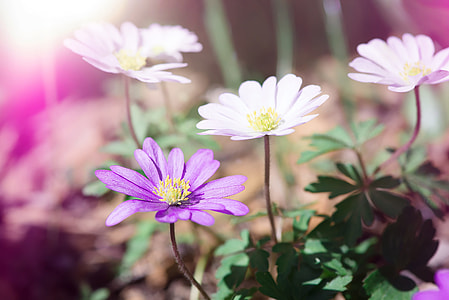 selective photography of white and purple petaled flowers