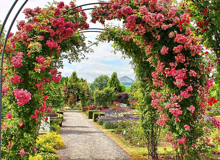 pink flowers arc gate closeup photo