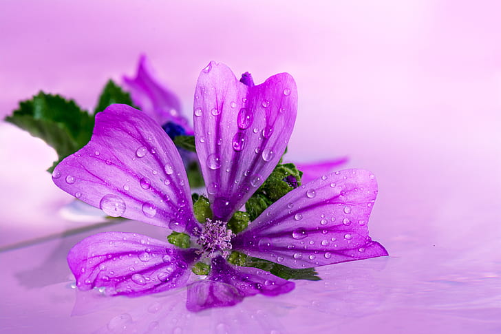 close-up photo of purple 5-petaled flower