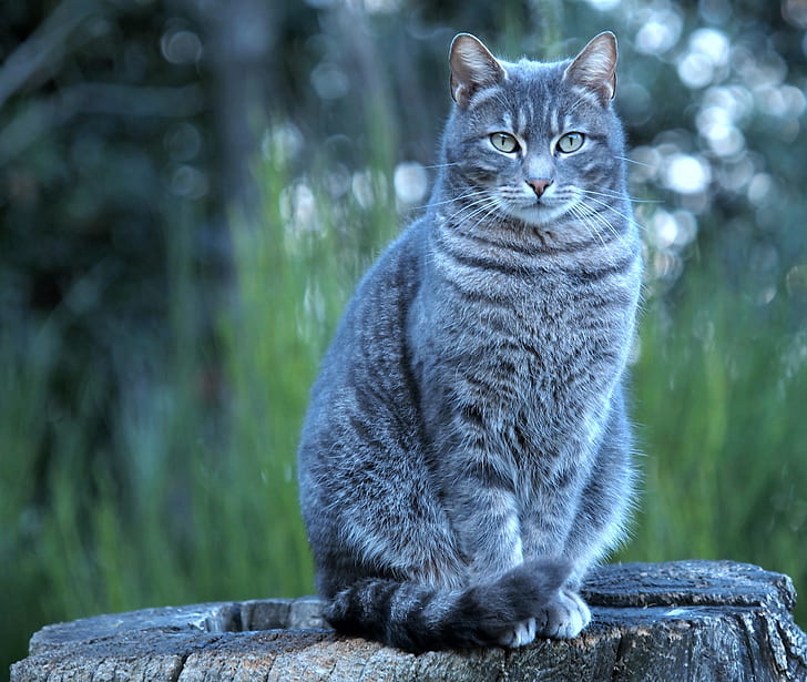 short-fur gray and white cat on brown tree trunk
