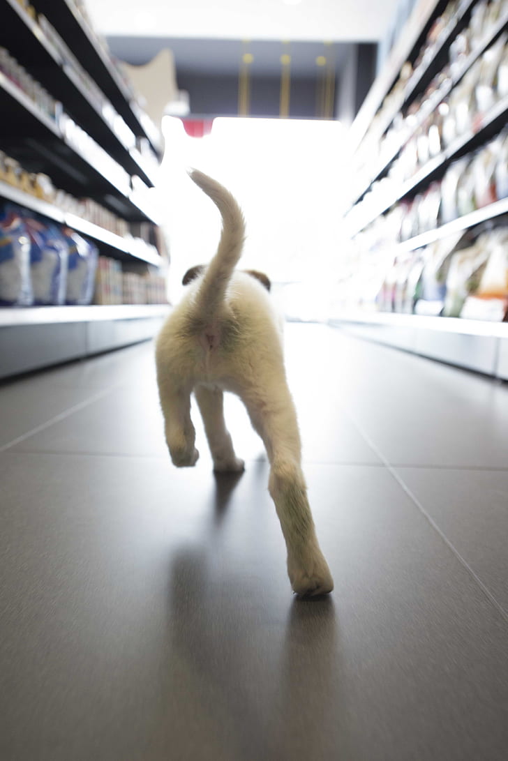 short-coated white puppy walking on grocery store