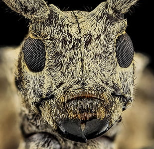 micro photography of insect head