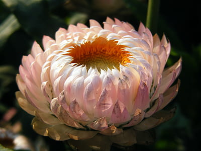pink everlasting daisy flower tilt shift lens photography
