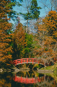 Bridge Surrounded by Trees