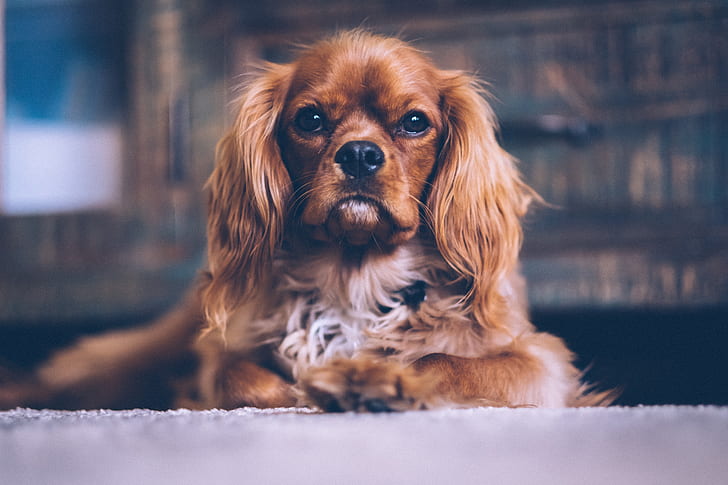 selective focus photography of long-coated brown dog
