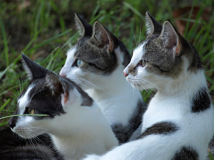 closeup photo of three white-and-gray cats