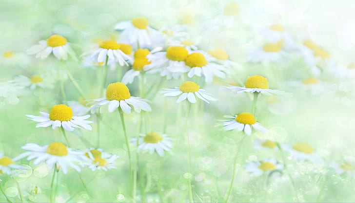 photo of white and yellow flowers on grass field