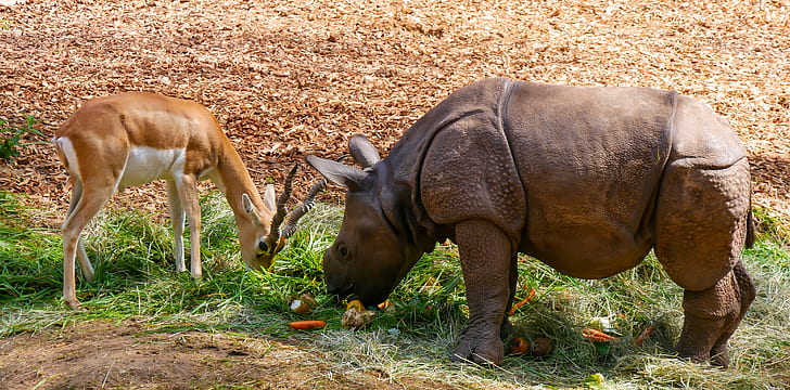 rhinocerous and deer eating grass