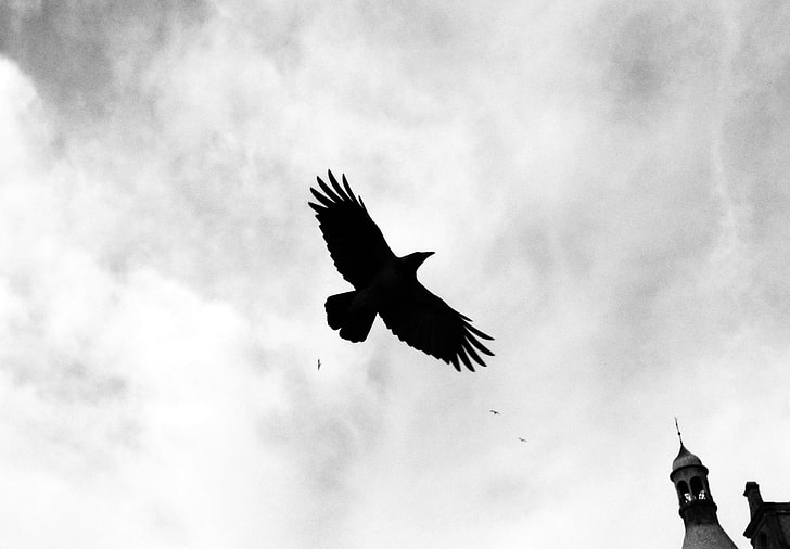 photo of flying raven