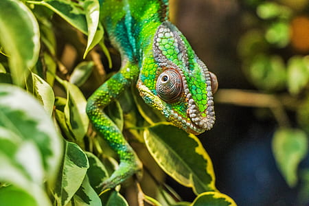 green lizard on plant
