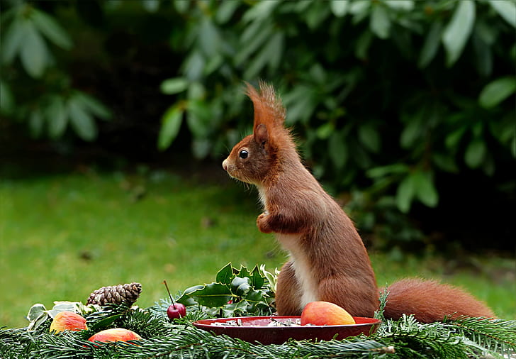 brown squirrel in front of plate with fruits
