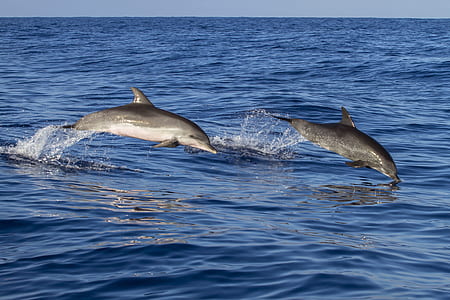 two gray dolphins jumping on ocean during daytime