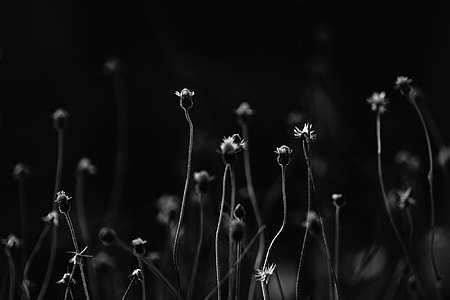 grayscale photo of flowers