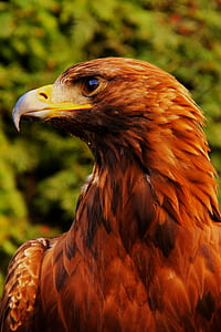 brown eagle photo