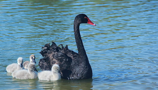 black swan with ducklings on body of water