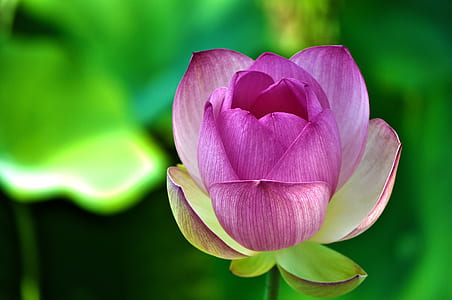 selective focus photograph of pink lotus flower