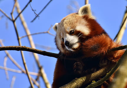 red panda on tree during daytime close-up photo